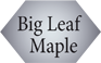 Big Leaf Maple